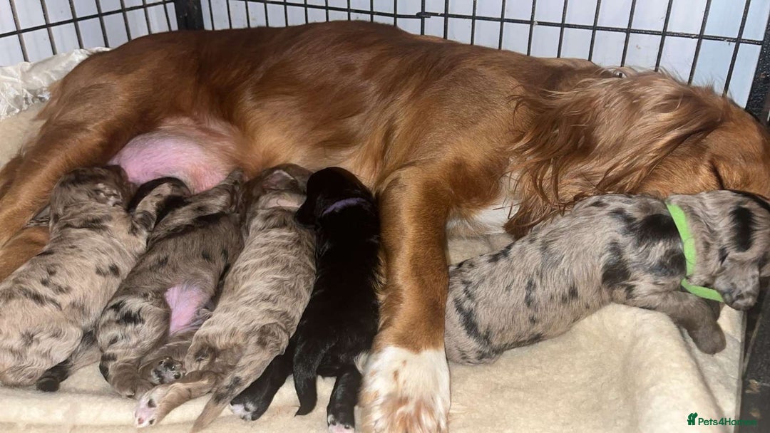 Cockapoo dogs for sale: 8 beautiful F1 cockerpoos. 6 weeks old - Advert 1