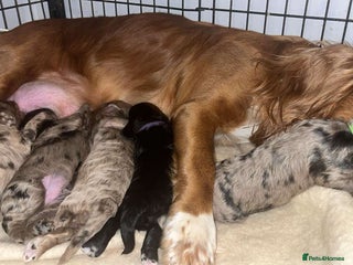 Cockapoo dogs for sale: 8 beautiful F1 cockerpoos. 6 weeks old - Advert 1