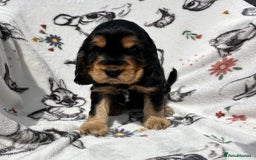 Cocker Spaniel dogs for sale: 1 Black and Tan boy KC Show Cocker Spaniel - Image 11