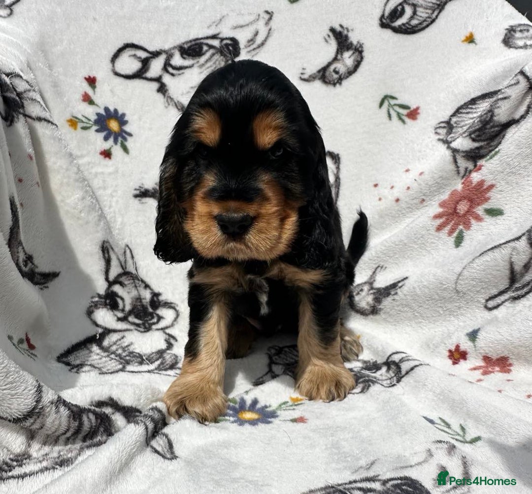 Cocker Spaniel dogs for sale: 1 Black and Tan boy KC Show Cocker Spaniel - Image 11