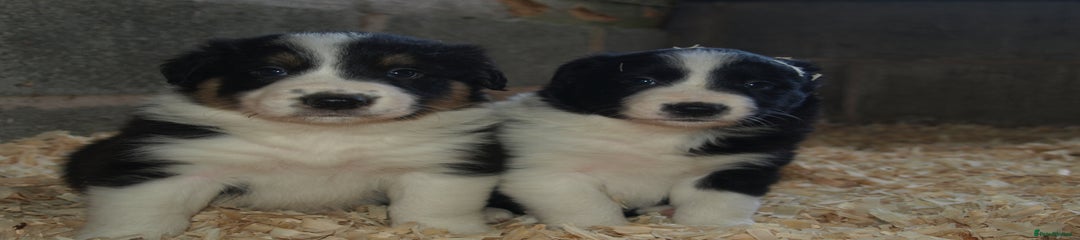 Border Collie Puppy 1
