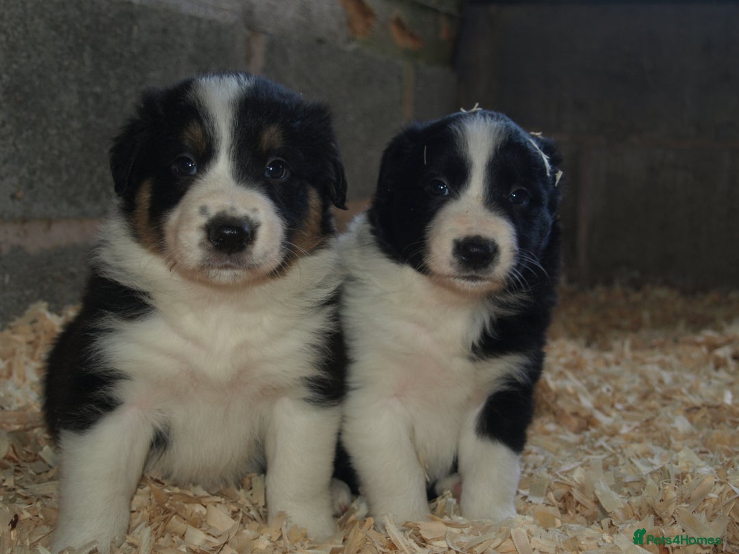 Border Collie dogs for sale: Border Collie puppies  - Image 11