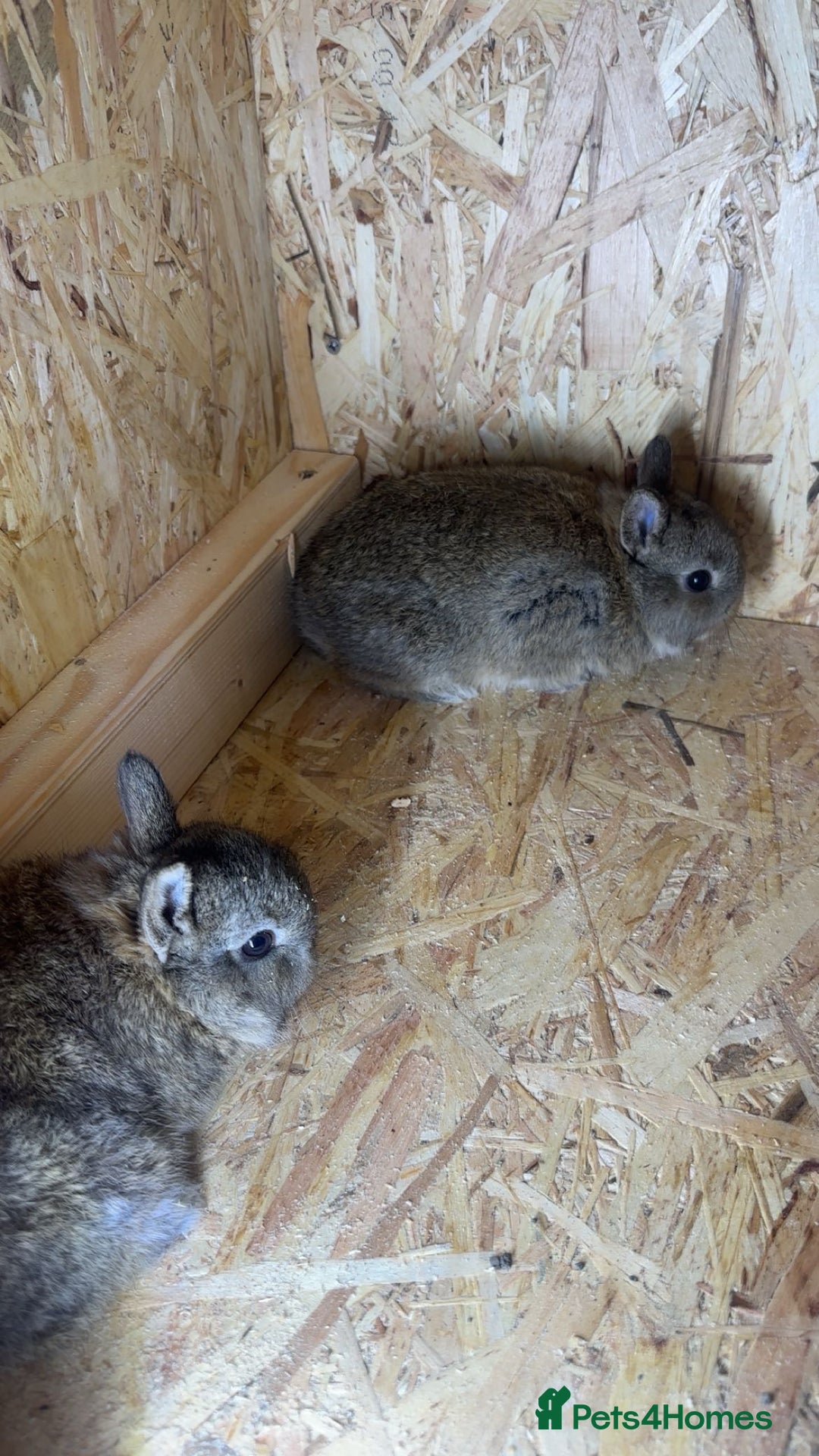 Netherland Dwarf rabbits for sale: Baby netherland dwarfs  - Advert 2