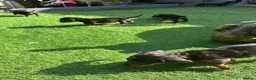 Dachshund dogs for sale: 4 beautiful boys  - Advert 8