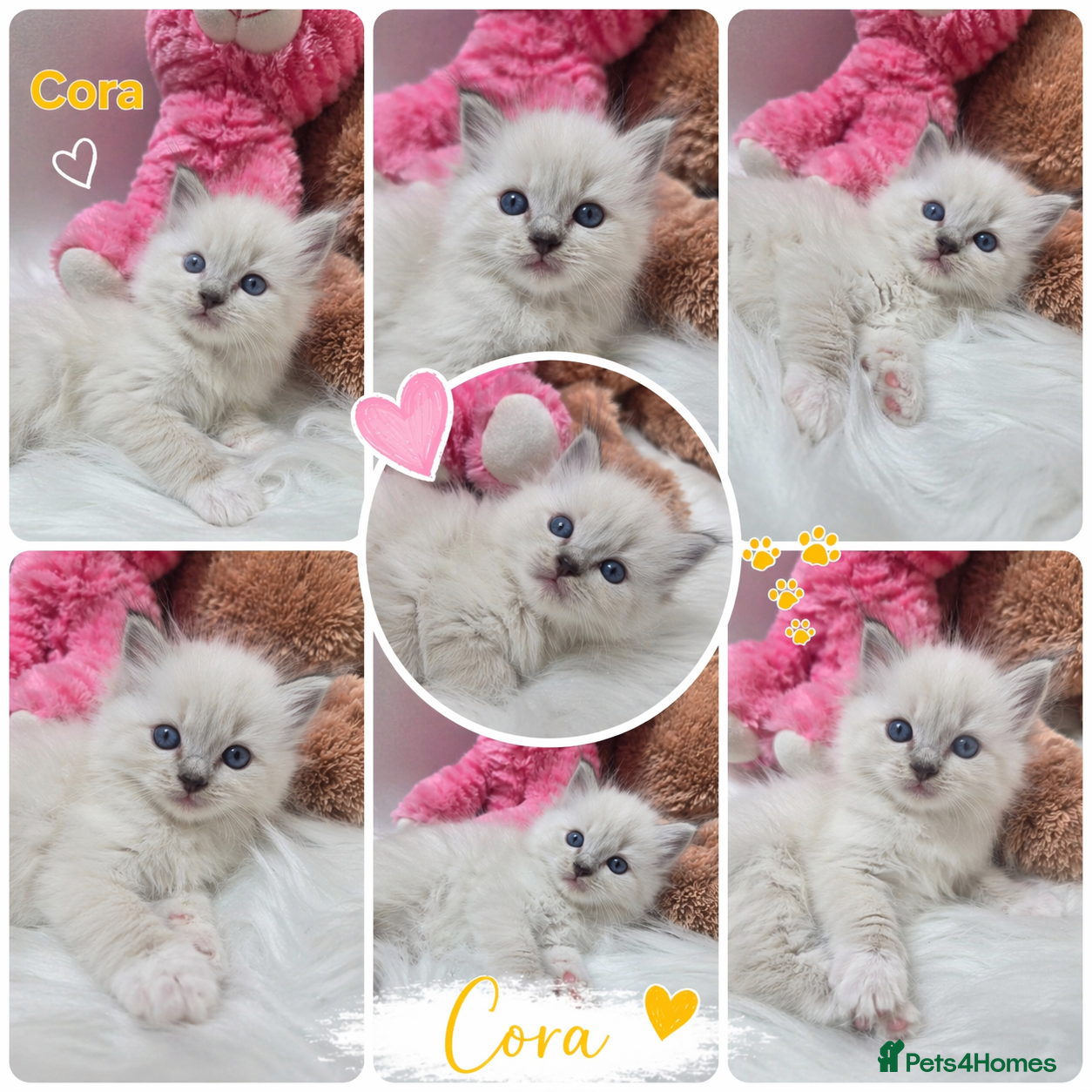 Ragdoll cats 😻Beautiful GCCF Registered Ragdoll Kittens😻 - Advert 2