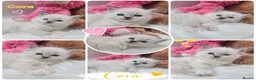 Ragdoll cats for sale: 😻Beautiful GCCF Registered Ragdoll Kittens😻 - Advert 23