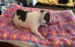 Staffordshire Bull Terrier dogs for sale: Staffordshire bull terrier  - Image 4