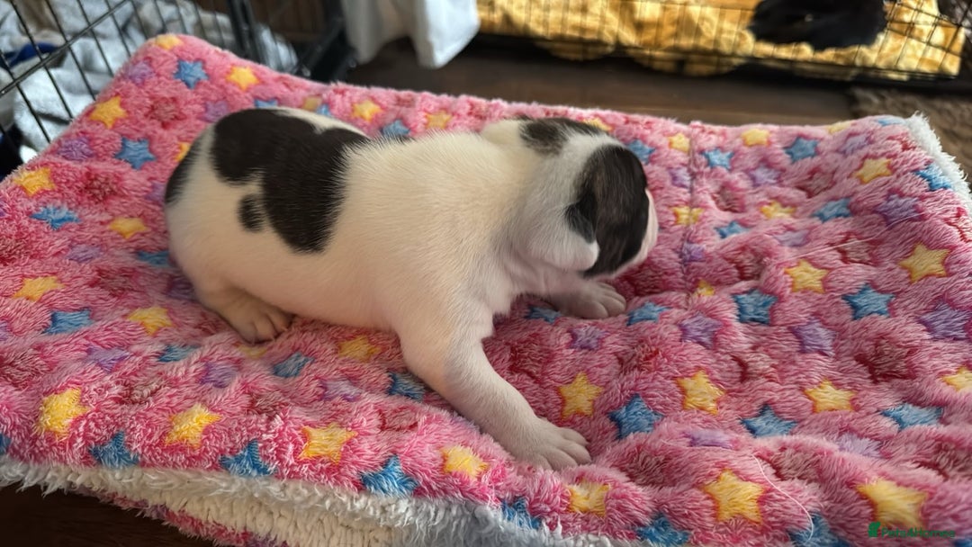 Staffordshire Bull Terrier dogs for sale: Staffordshire bull terrier  - Image 4