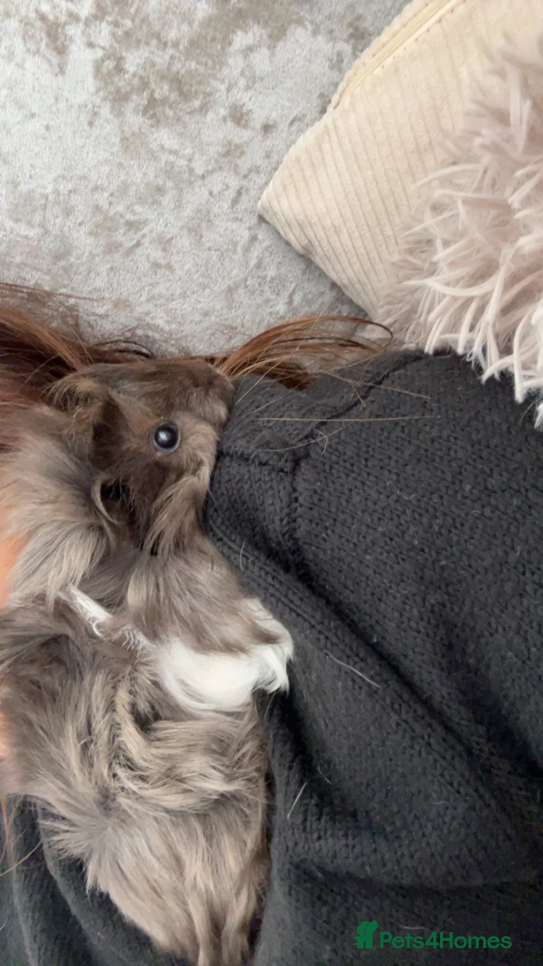 Guinea Pig rodents for sale: Beautiful mixed gender guinea pigs  - Advert 6