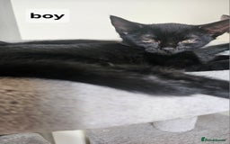British Shorthair cats for sale: Kittens for sale  - Image 4