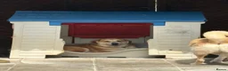 Mixed Breed dogs for adoption: Gertie - Norwich Norfolk  - Advert 7