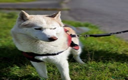 Siberian Husky dogs for sale: Hugo - siberian husky - Image 6