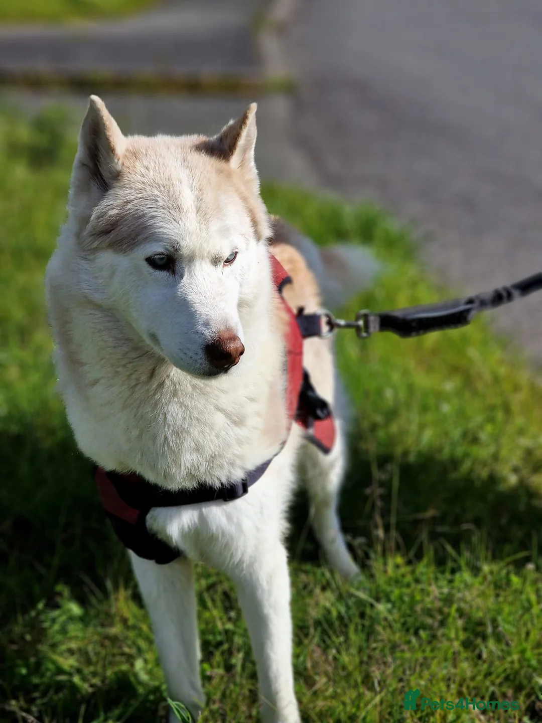 Siberian Husky dogs for sale: Hugo - siberian husky - Advert 6
