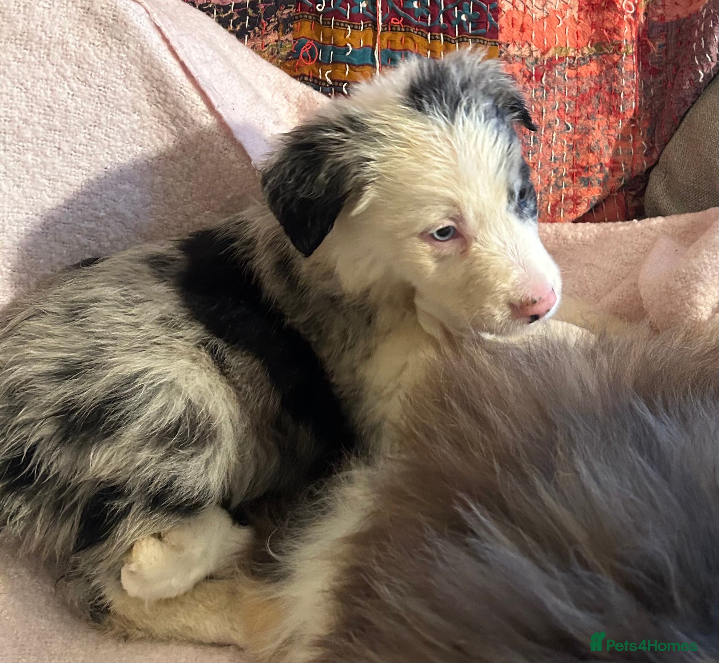 Border Collie dogs BEAUTIFUL BLUE MERLE BORDER COLLIE PUPS - Advert 17