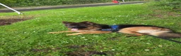 German Longhaired Pointer dogs for stud: 2 years old German Shepherd  - Advert 3