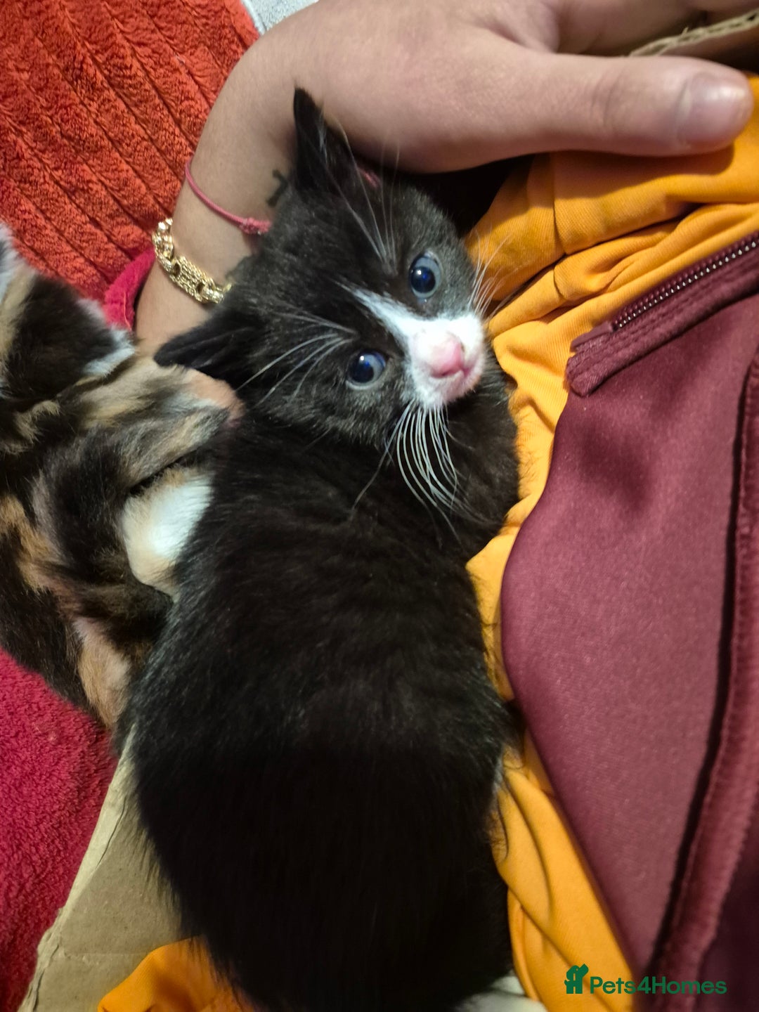 European cats for sale: Very cute and friendly kittens  - Advert 5