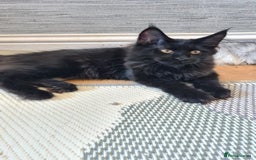 Maine Coon cats for sale: Main coons - Image 8