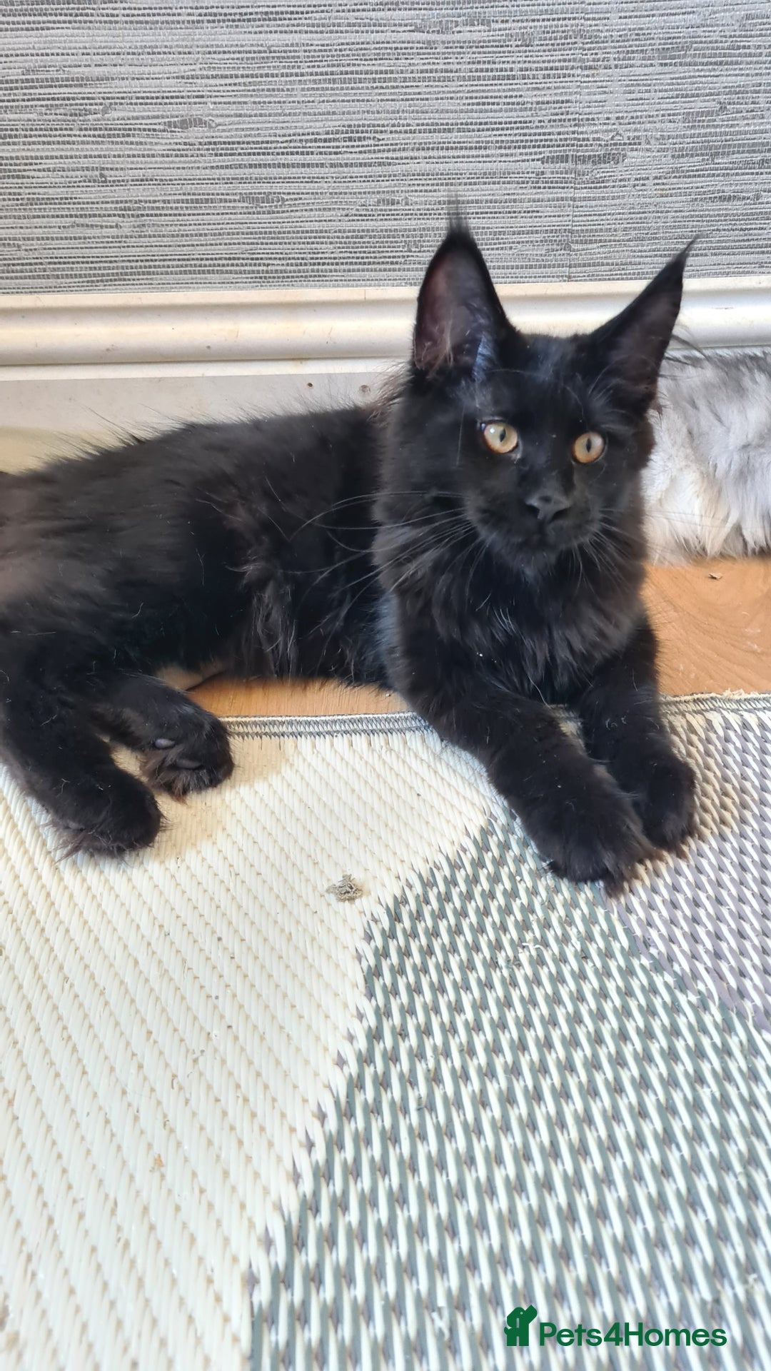 Maine Coon cats for sale: Main coons - Image 8