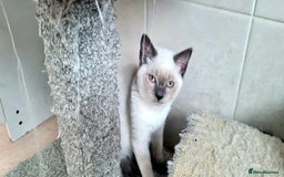 British Shorthair cats for sale: Beautiful Blue British, Lilac, Color point, Tabby  - Image 15
