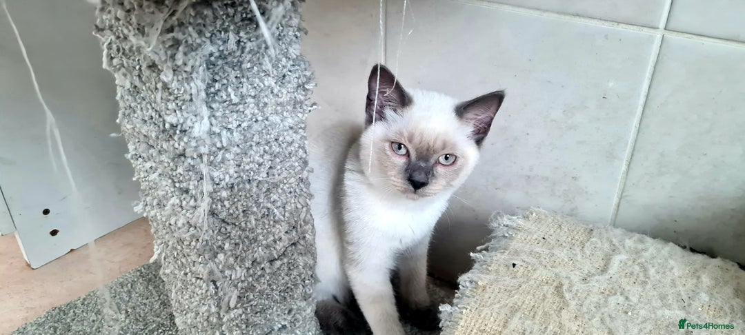 British Shorthair cats for sale: Beautiful Blue British, Lilac, Color point, Tabby  - Image 15
