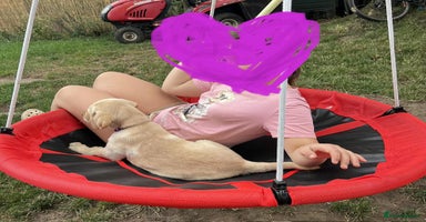 Labrador Retriever dogs in Doncaster - Advert 15