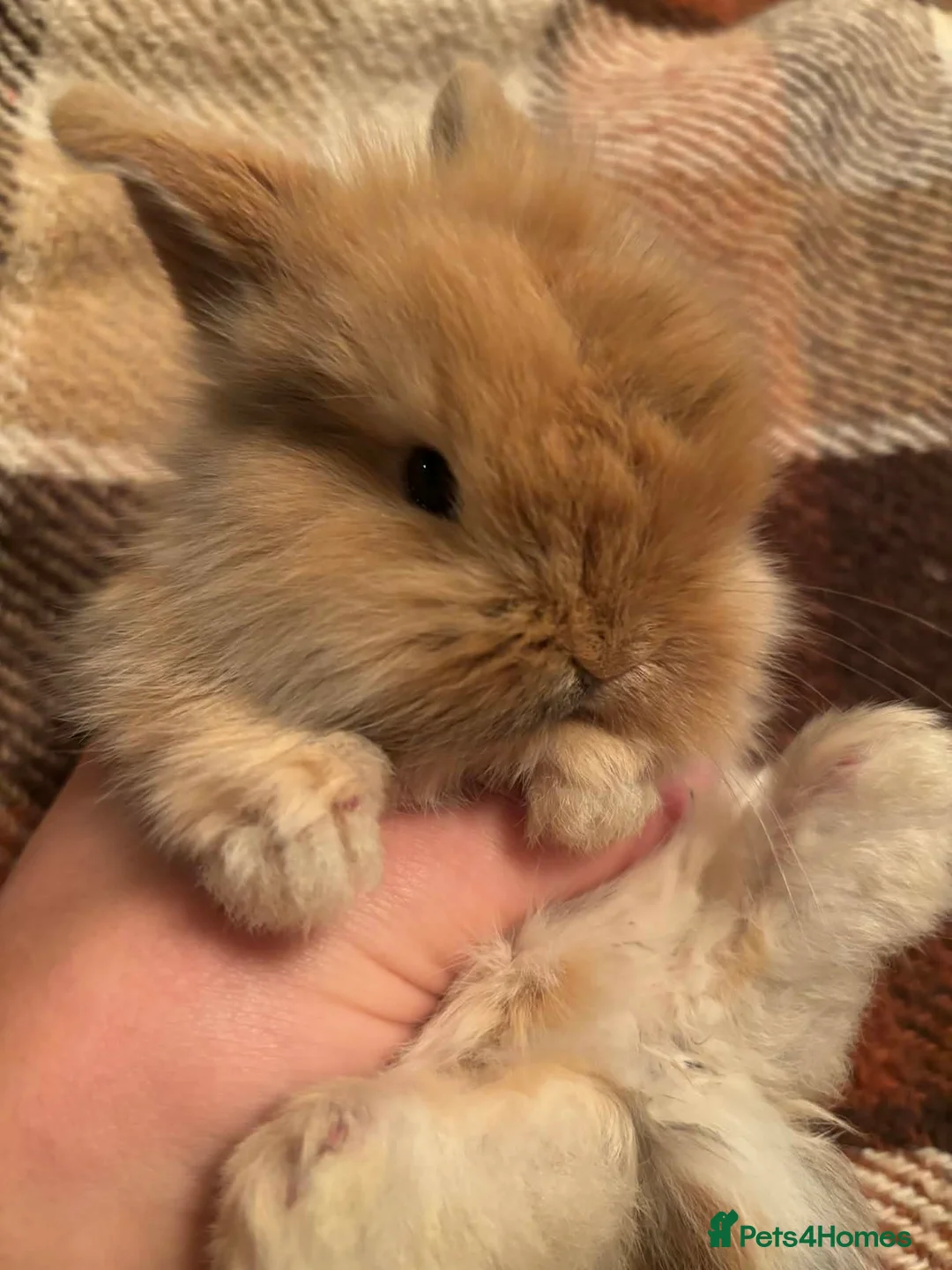 Mini Lop rabbits for sale: Baby Mini Lop rabbits available to loving homes.  - Advert 2