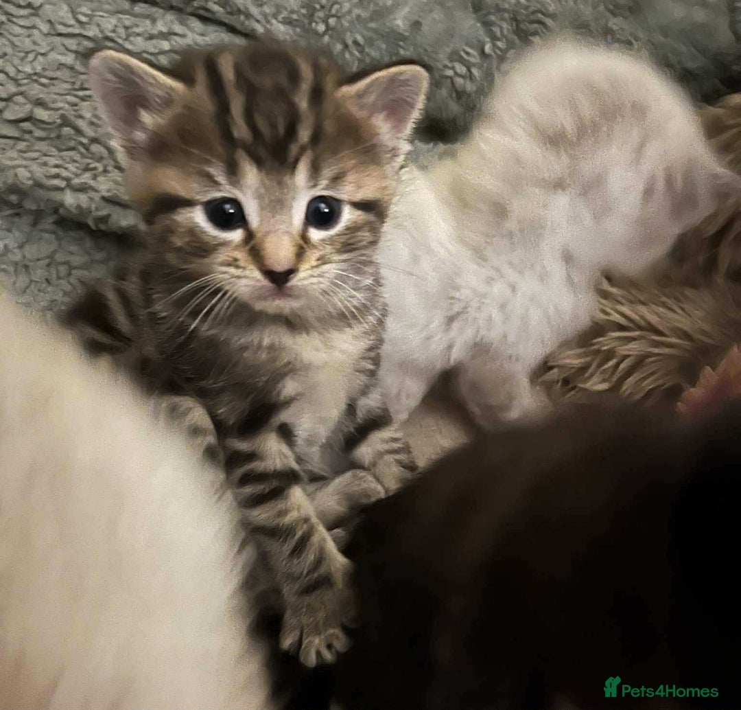 Ragdoll cats for sale: Stunning Rgdoll mix kittens !!!  - Image 3