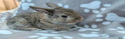 Mini Lop rabbits for sale: Mini Lop Rabbits - Advert 13