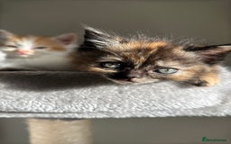 Persian cats for sale: mixed bombay and persian kittens  - Image 22