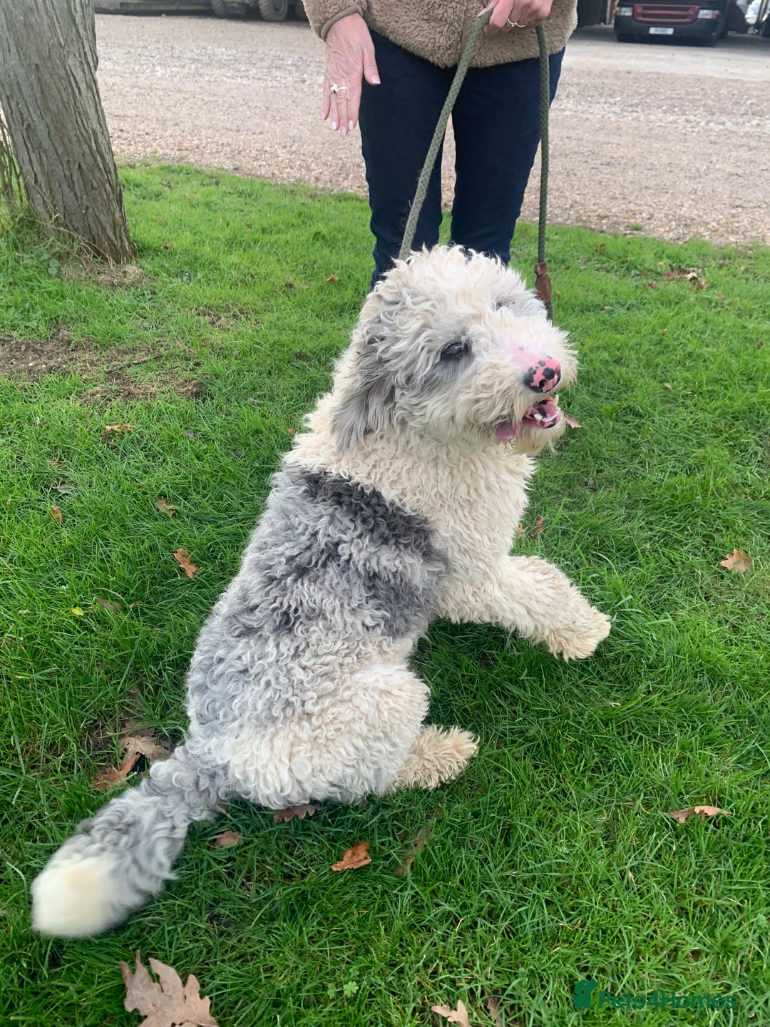 Sheepadoodle dogs for sale: Medium Size Sheepadoodle F1b.  - Advert 9