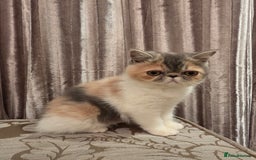 Exotic cats for sale: Super high quality Exotics - TICA reg pedigree - Image 11