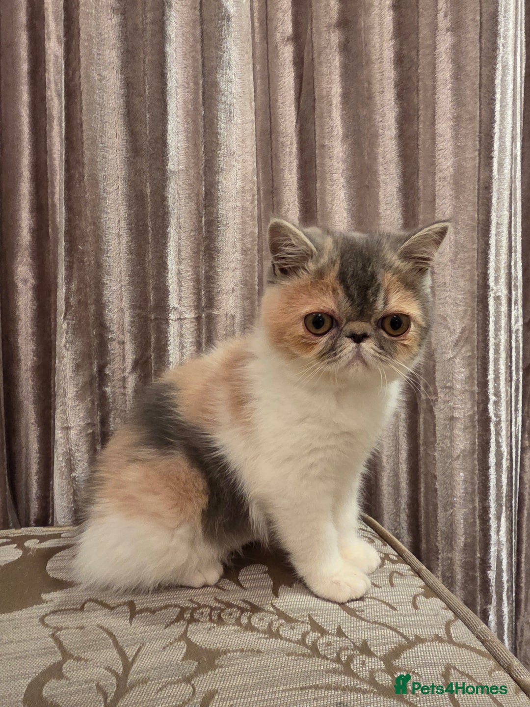 Exotic cats for sale: Super high quality Exotics - TICA reg pedigree - Image 11