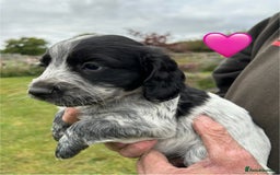 Cocker Spaniel dogs for sale: GORGEOUS WORKING COCKER PUPS - Image 4