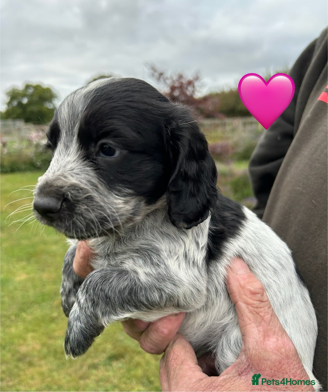 Cocker Spaniel dogs for sale: GORGEOUS WORKING COCKER PUPS - Image 4