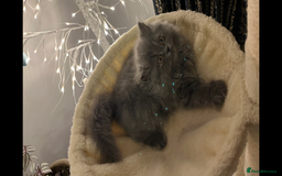 Persian cats for sale: Ready Now 2 Boys/1 Girl Persian Fluff Monsters - Image 7