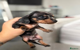 Miniature Dachshund dogs for sale: Minature dachshund puppies - Image 5