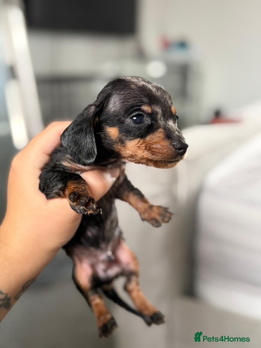 Miniature Dachshund dogs for sale: Minature dachshund puppies - Image 5