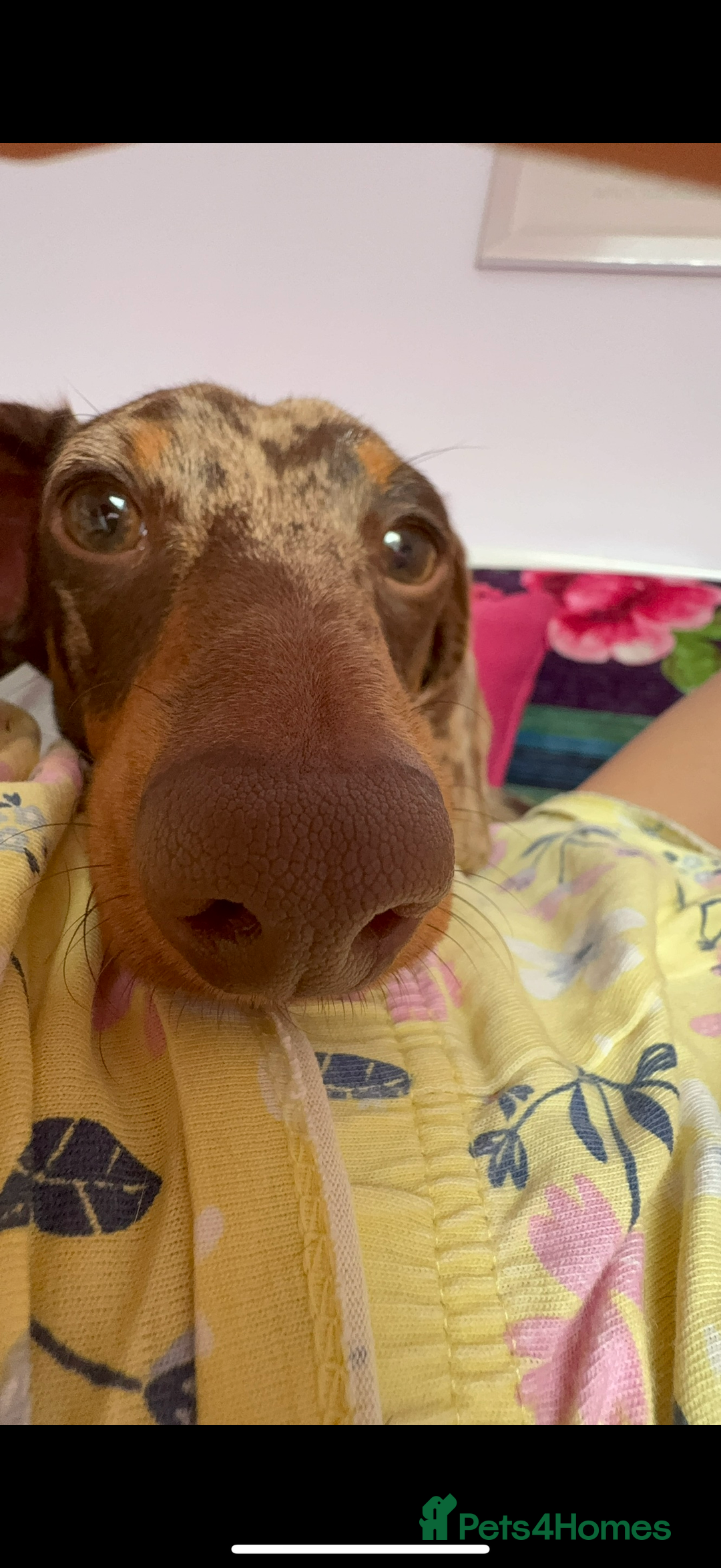 Miniature Dachshund dogs for stud: Chocolate Dapple Miniature Dachshund *STUD* - Image 6