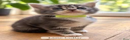 Maine Coon cats for sale: Maine Coons. Russian & E. European Champion Lines in London - Advert 7