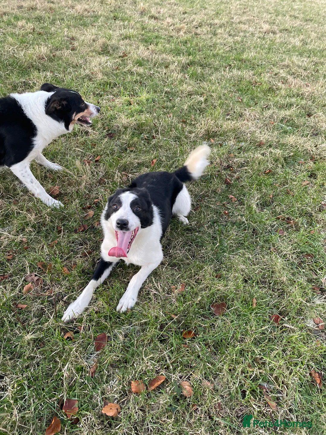 Border Collie dogs for sale: ISDS Registered Border Collie Male - Advert 6