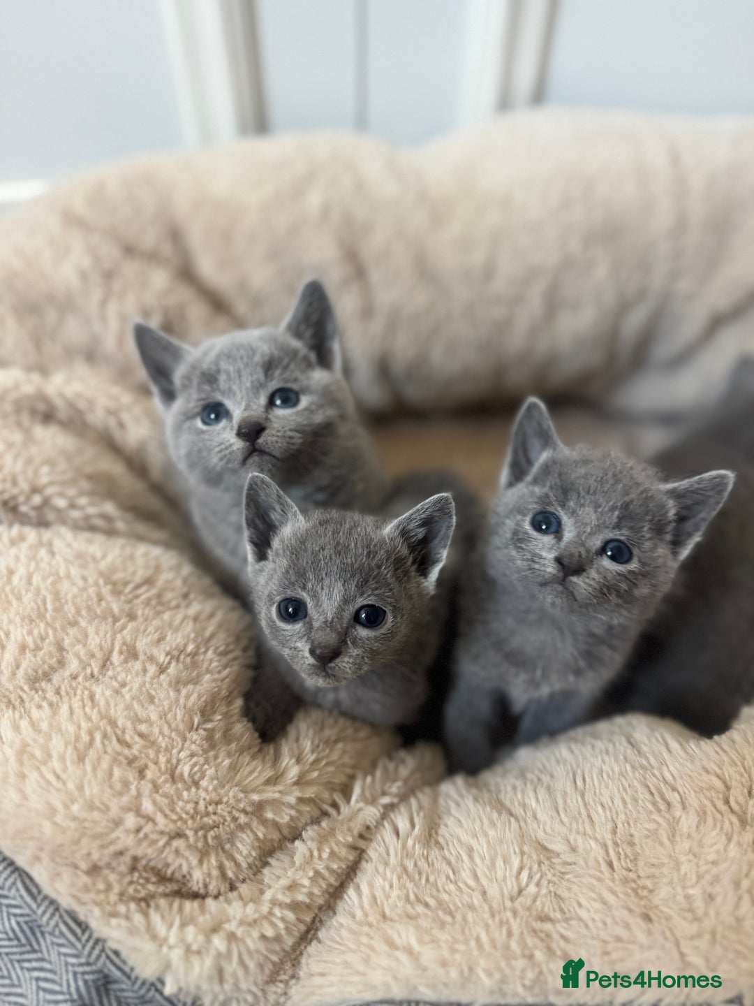 Russian Blue cats for sale: Russian Blue Kittens - Advert 6