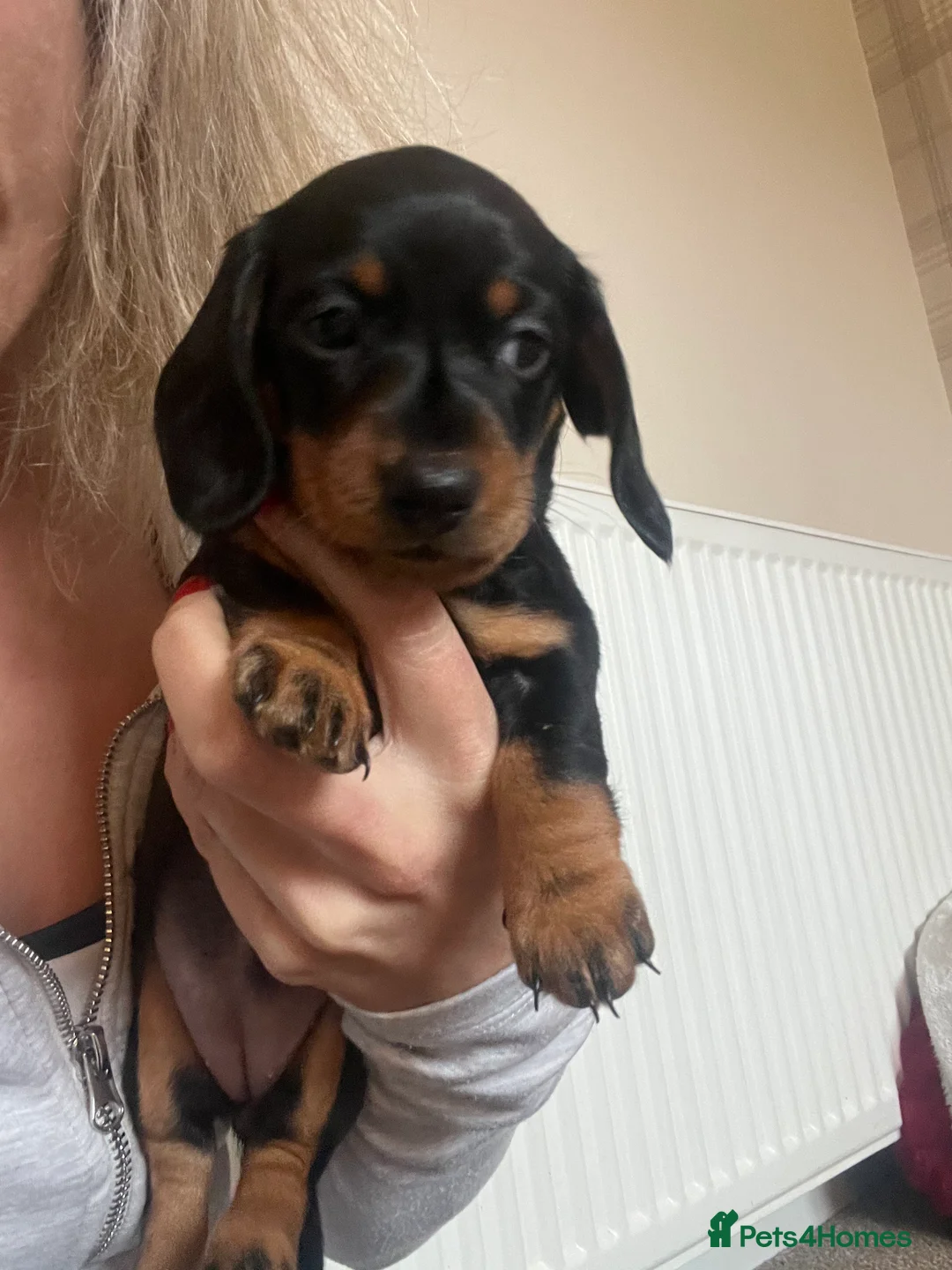 Dachshund dogs for sale: Beautiful KC miniature Smooth  - Advert 11