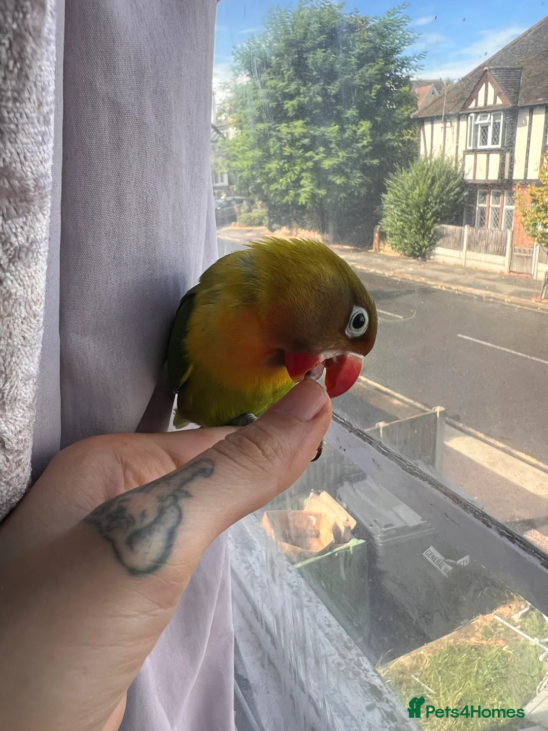 Lovebirds birds for sale: Beautiful silly tame Fischer love bird  - Advert 4