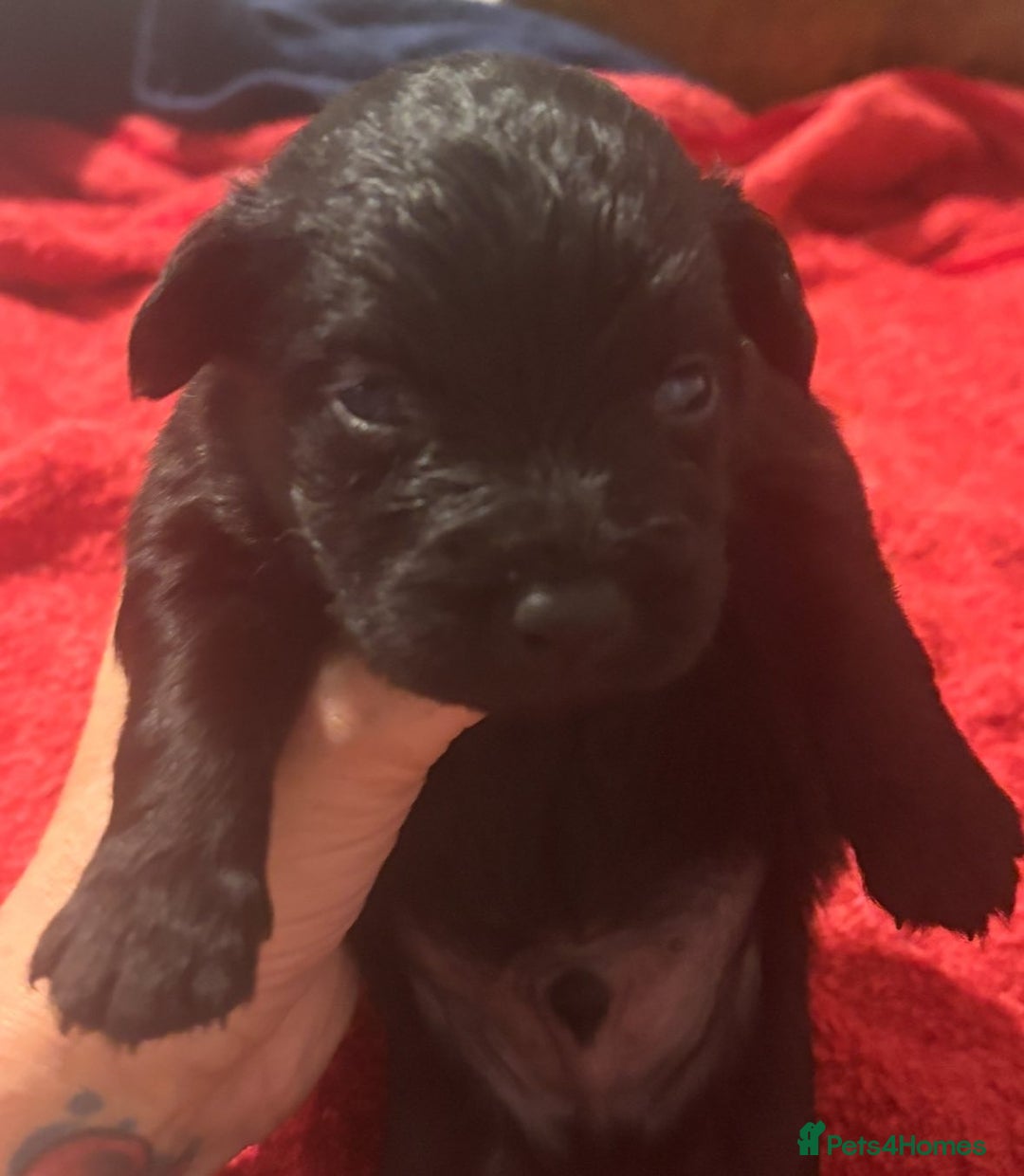 Mixed Breed dogs for sale: Cockeranians - Image 7