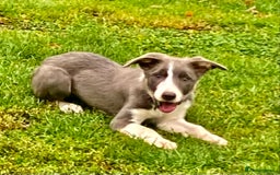 Border Collie dogs for sale: Border collie puppies - Image 4