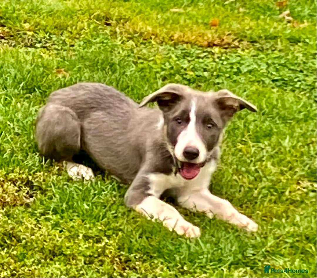 Border Collie dogs for sale: Border collie puppies - Image 4