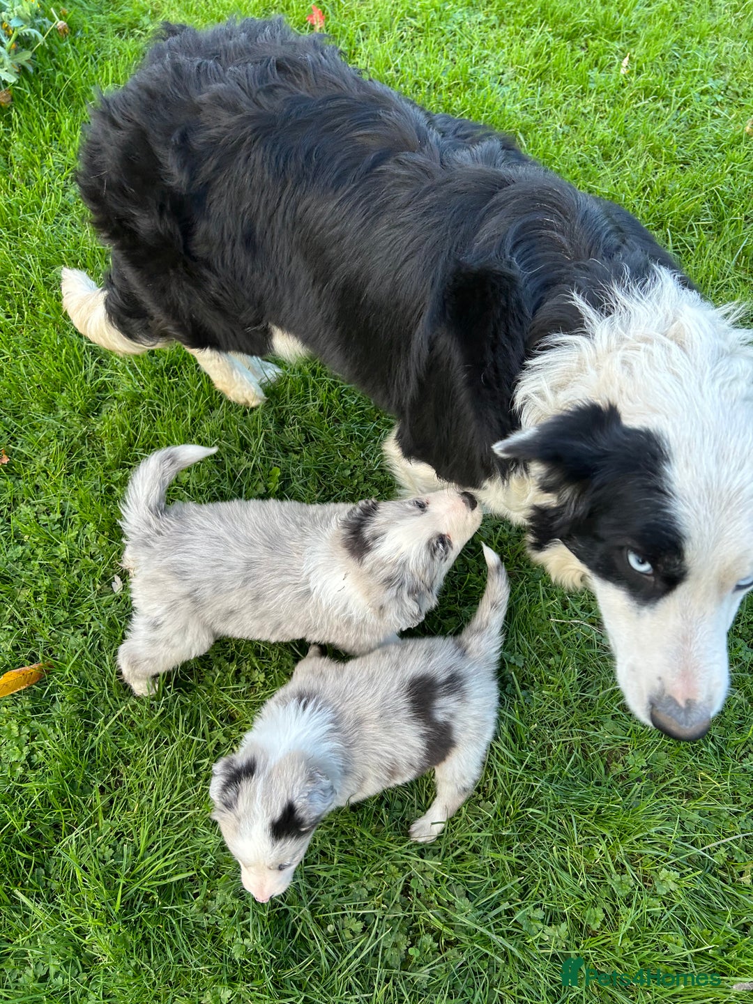 Border Collie dogs for sale: ABSOLUTELY GORGEOUS BORDER COLLIE PUPS - Image 2