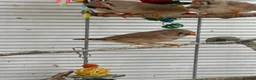 Finches birds for sale: Zebra finches - Pocket of joy  - Advert 4