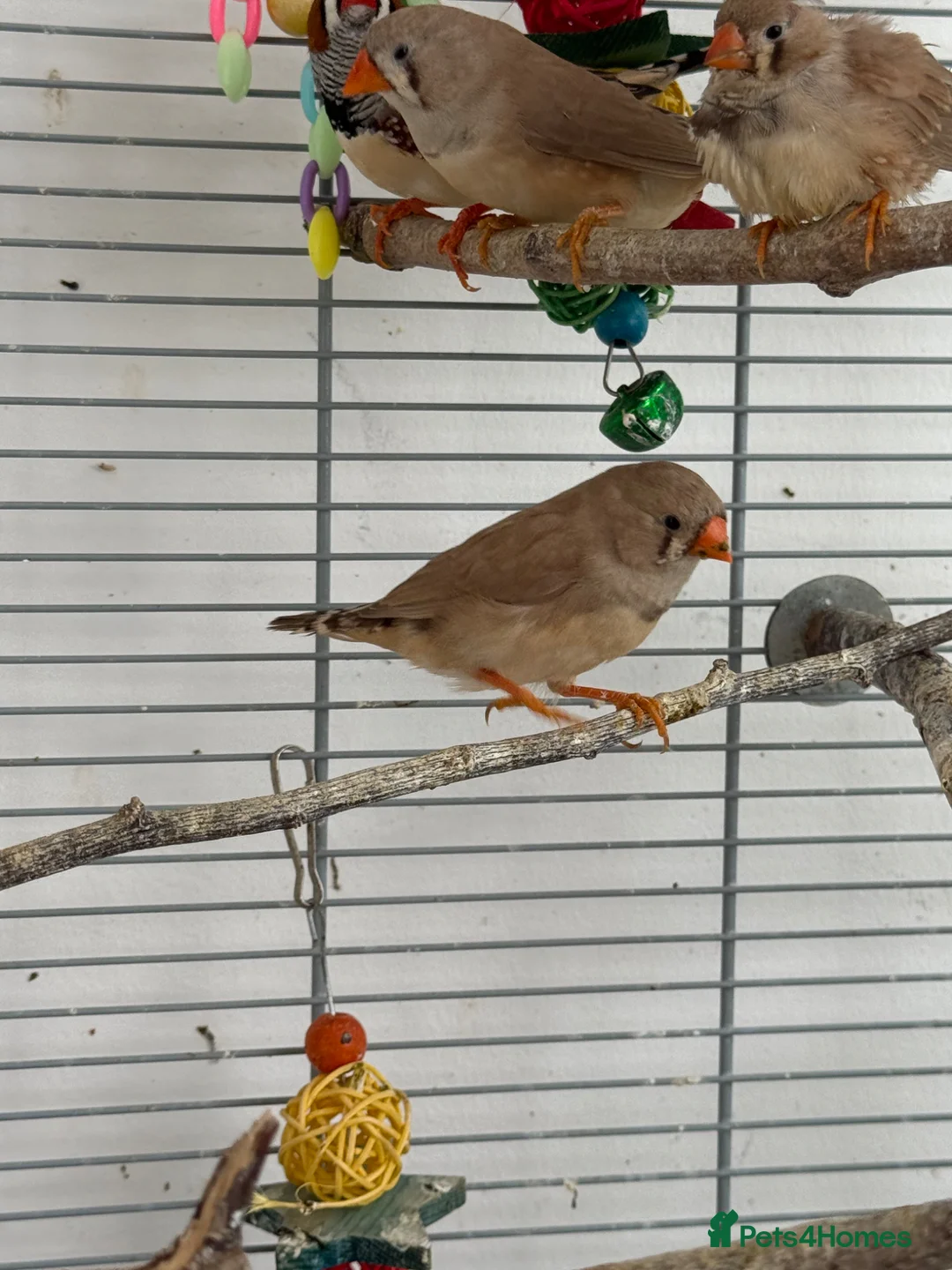 Finches birds for sale: Zebra finches - Pocket of joy  - Advert 4