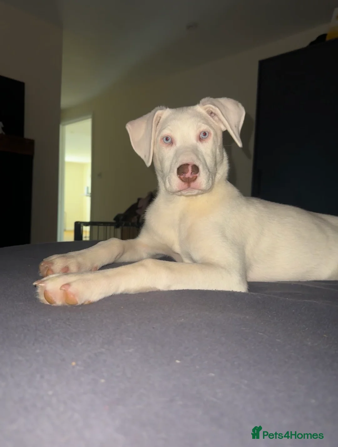 Mixed Breed dogs for sale: Deaf 5 months old husky mix girl - Advert 5